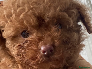 Toy Poodle dogs Toy poodle puppies - Advert 5