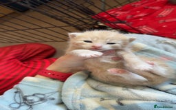Mixed Breed cats for sale: Kittens looking for forever homes - Image 4
