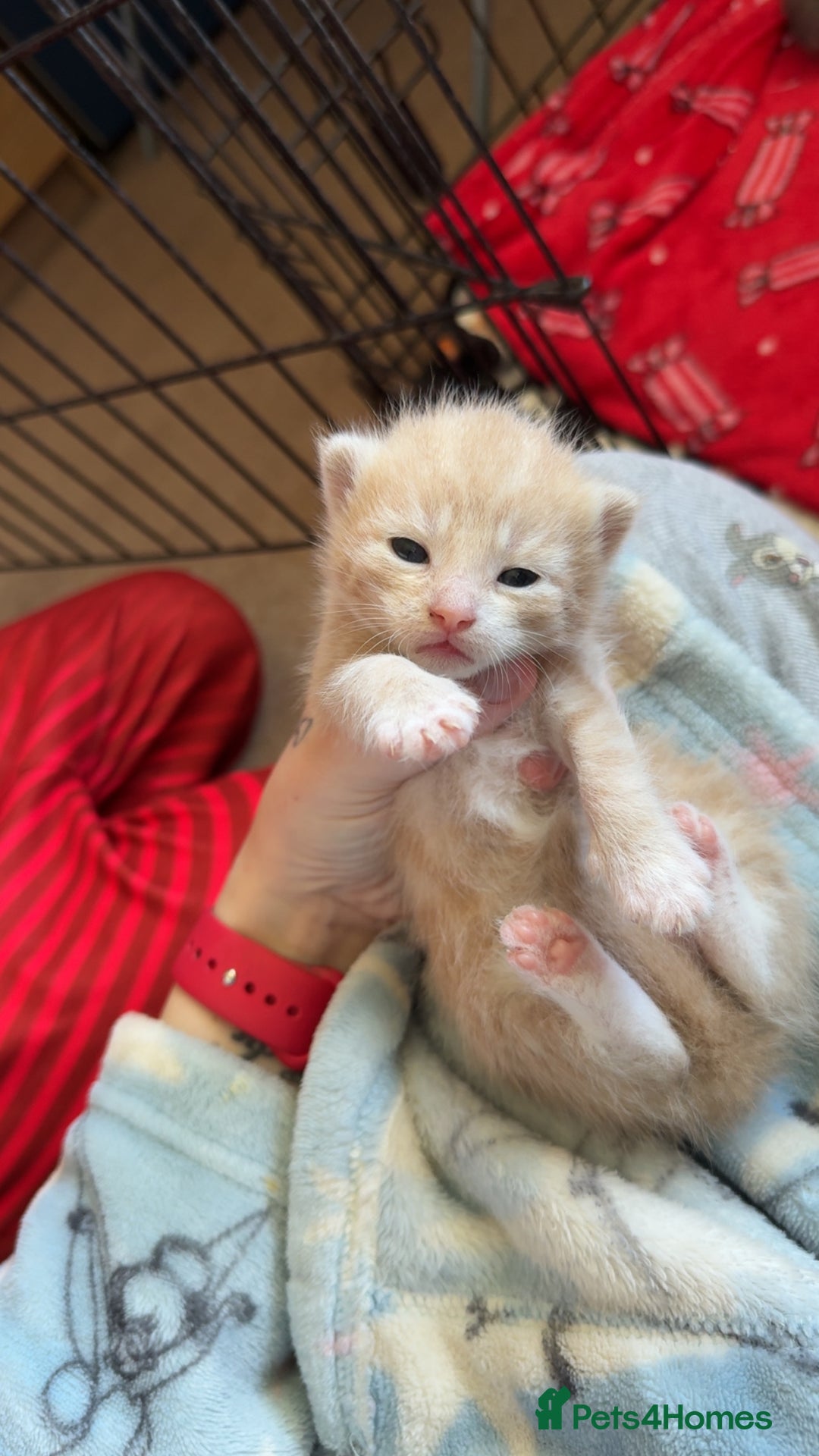 Mixed Breed cats for sale: Kittens looking for forever homes - Image 4