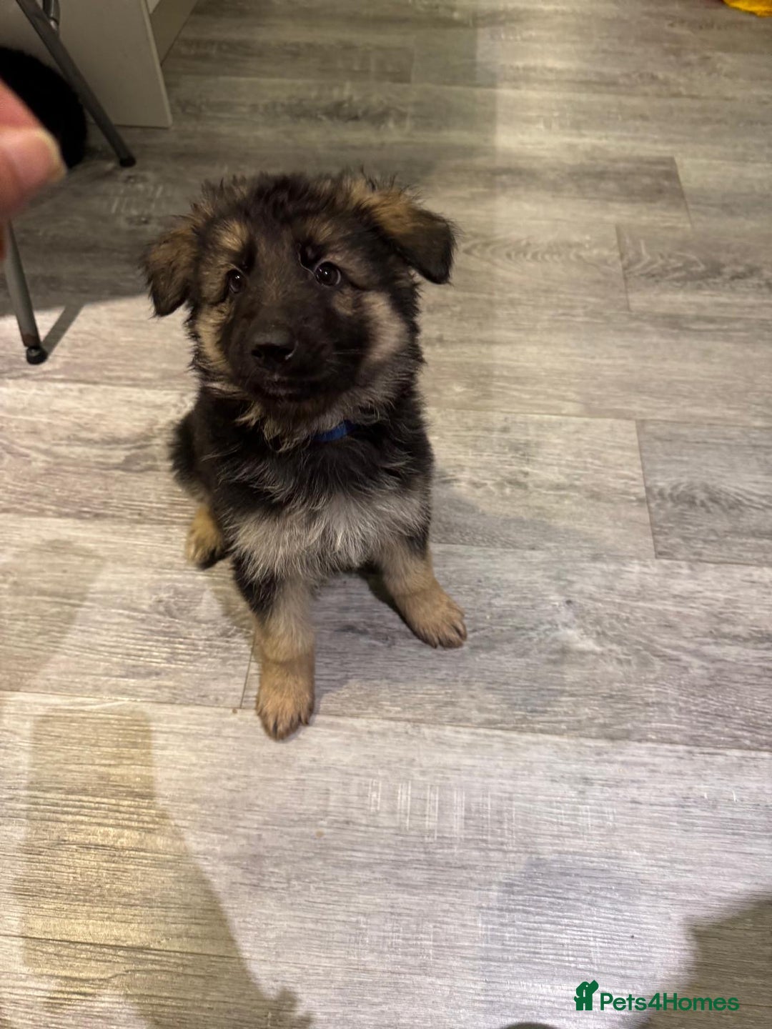 German Shepherd dogs for sale: german shepherd puppies full pedigree  - Advert 7