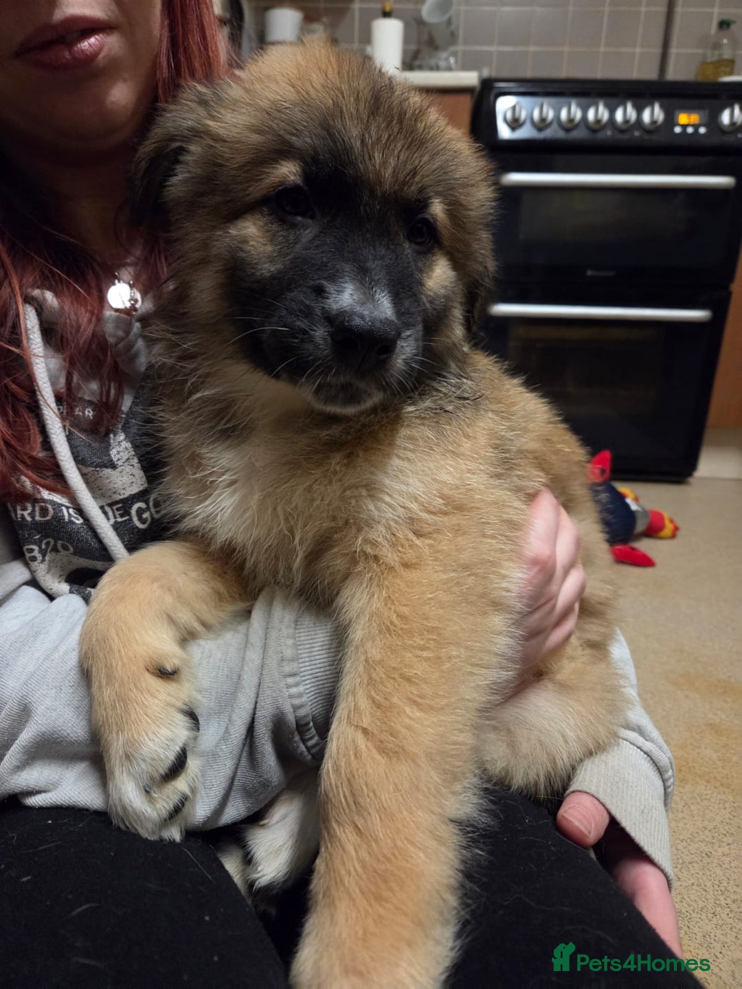 Mixed Breed dogs for sale: Female - Advert 7