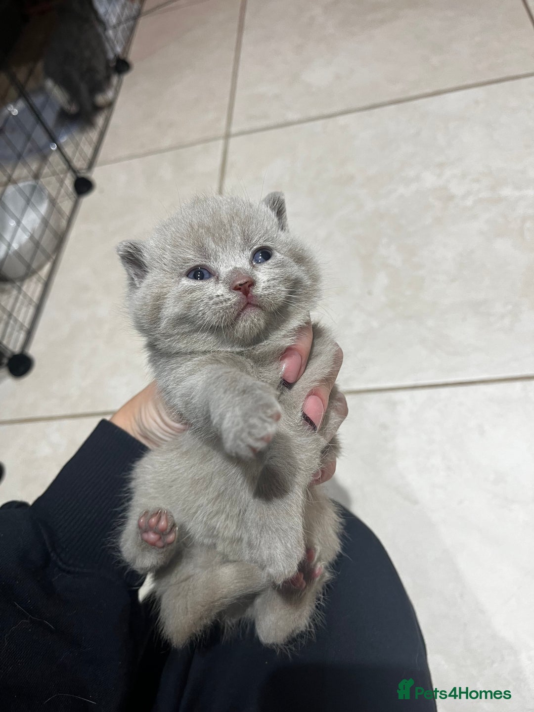 British Shorthair cats for sale: 🏆 Just 1 lilac boy left*** 🏆 - Advert 8