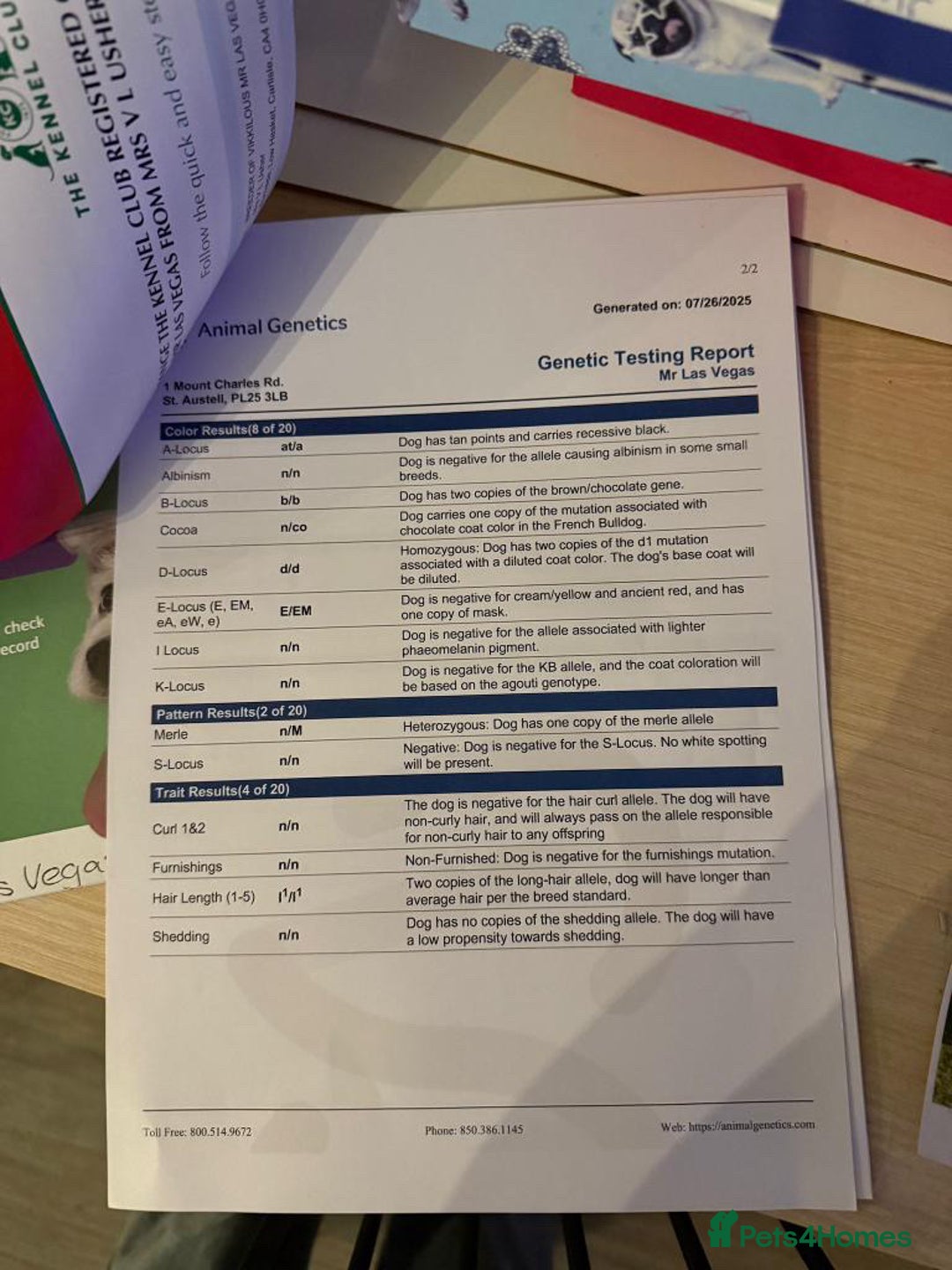 French Bulldog dogs for stud: 🇺🇸MR LAS VEGAS🇺🇸 - Advert 8