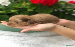 Miniature Dachshund dogs for sale:  Cream long haired puppies available😍🐾 - Image 7