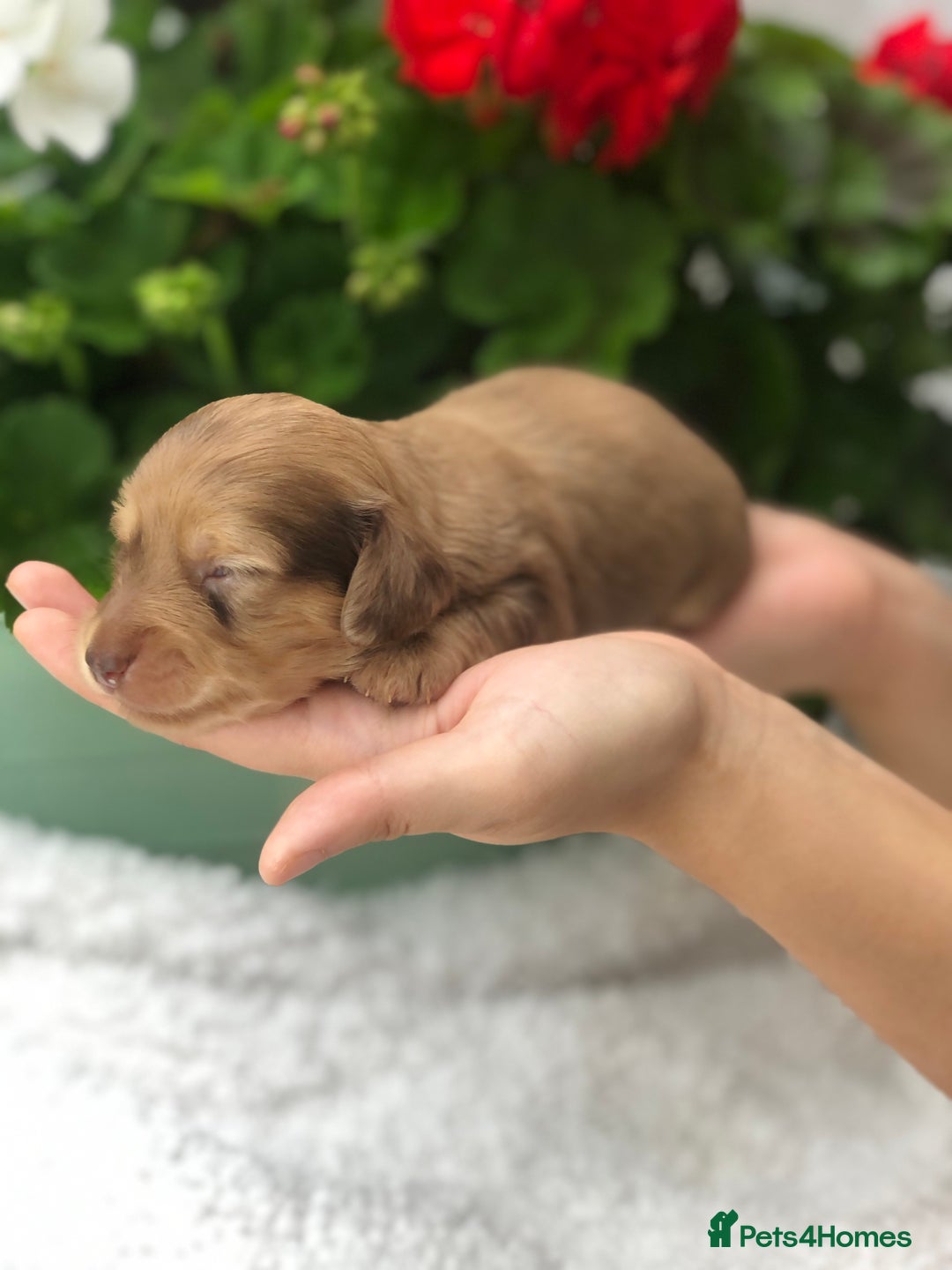 Miniature Dachshund dogs for sale:  Cream long haired puppies available😍🐾 - Image 7