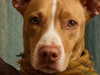 Mixed Breed dogs Puppies Bull grehound x collie (bull lurchers) - Advert 18