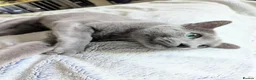 Russian Blue cats for sale: Rehoming Pasha - Advert 4