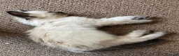 Ragdoll cats for sale: Gorgeous Ragdoll Kittens - Advert 3