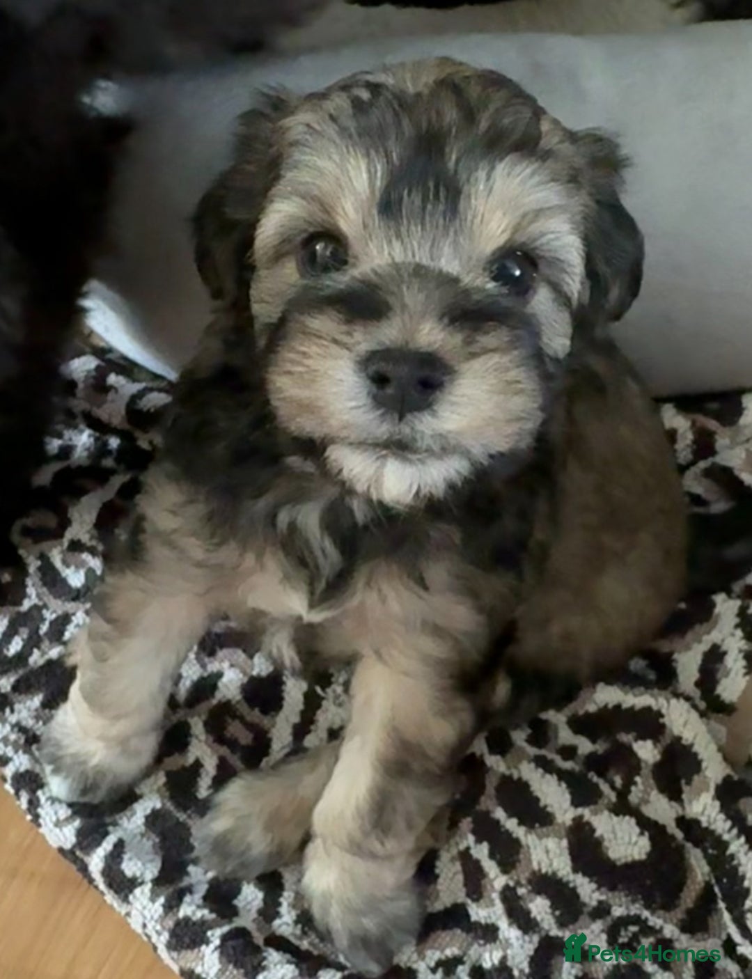 Mixed Breed dogs for sale: miniature schnauzer - Image 17