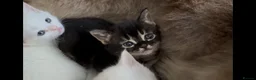 Munchkin cats for sale: Sweetest Personality Guaranteed-Fur Babies 🤗 - Advert 13