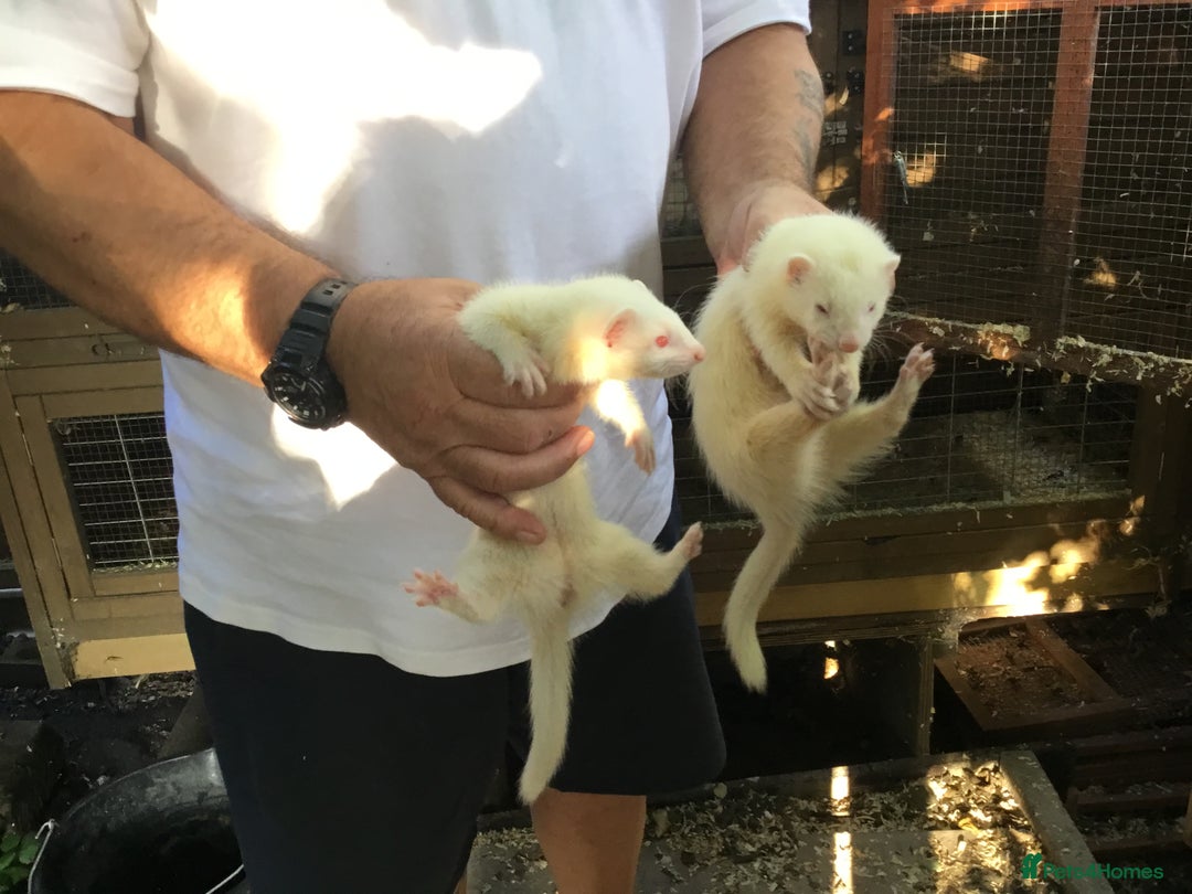 Ferret rodents for sale: Ferrets For Sale  - Image 8
