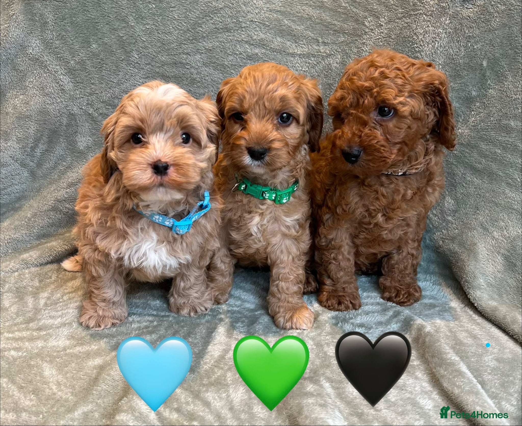 Cavapoo dogs Stunning Fully-Health-Tested F2 Cavapoo Puppies❤️ - Advert 14