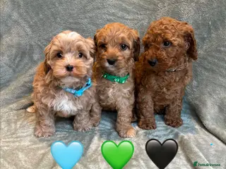 Cavapoo dogs Stunning Fully-Health-Tested F2 Cavapoo Puppies❤️ - Advert 3