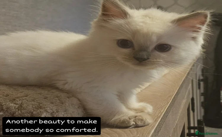 Ragdoll cats - Advert 6