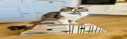 Maine Coon cats for sale: Gorgeous Maine Coon x Domestic long hair - Advert 3