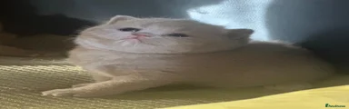 British Shorthair 9
