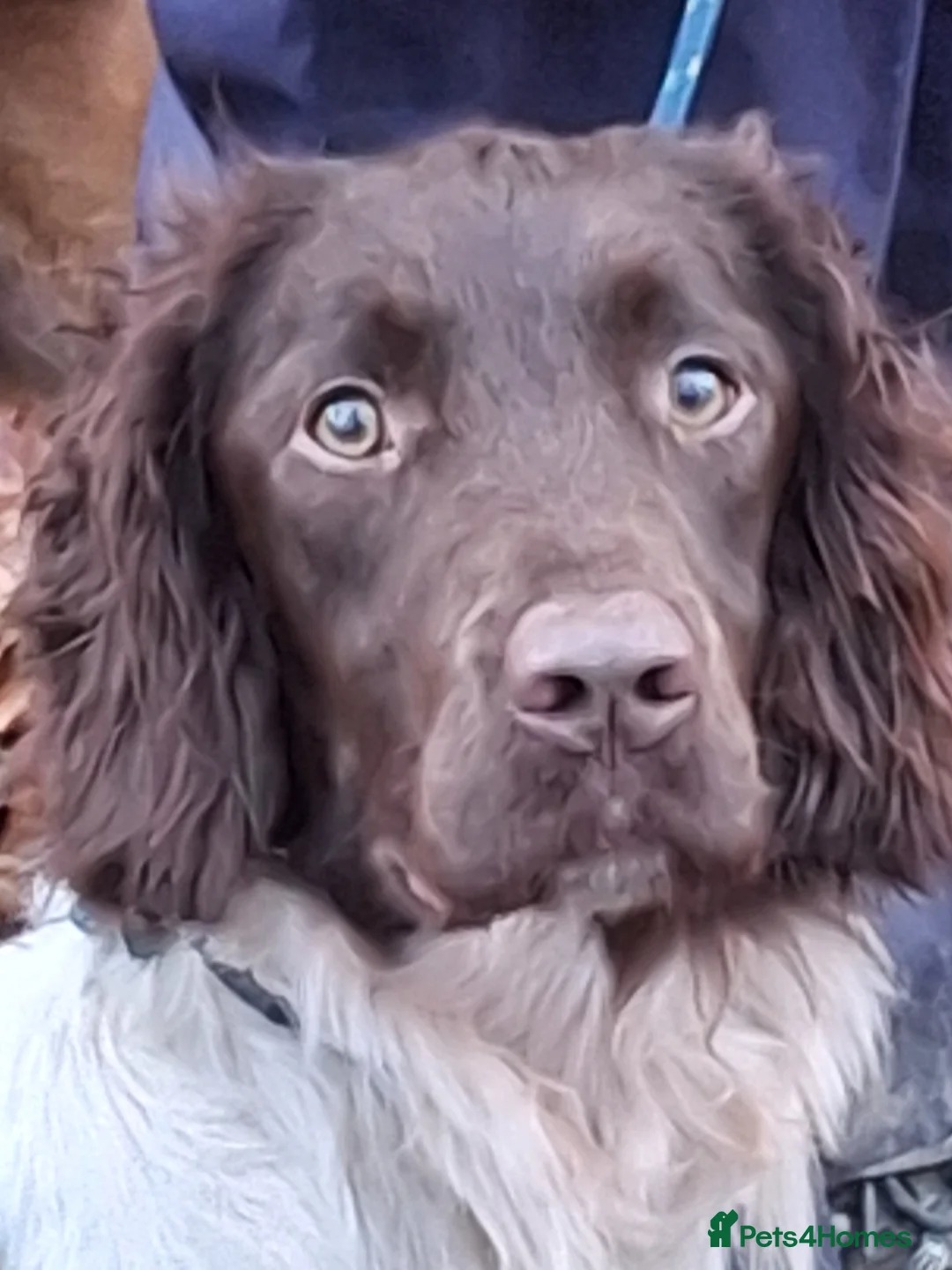 English Springer Spaniel dogs for stud: Salrowbra Gundogs standing at Stud - Advert 9
