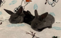 Dwarf Lop rabbits for sale: VERY Friendly lop rabbits - ready now!!  - Image 6