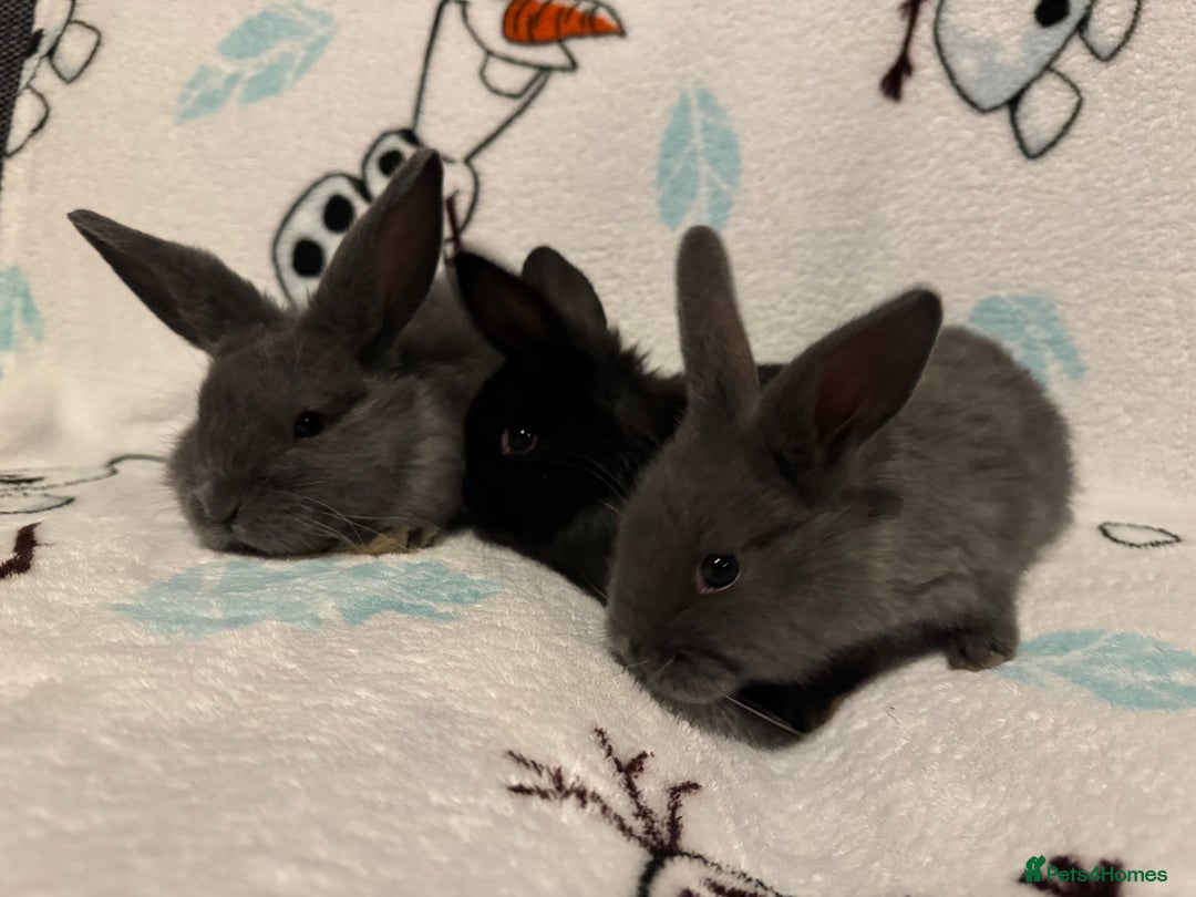 Dwarf Lop rabbits for sale: VERY Friendly lop rabbits - ready now!!  - Image 6