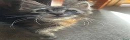 Maine Coon cats for sale: Beautiful Pedigree Maine Coon Kittens  - Advert 12