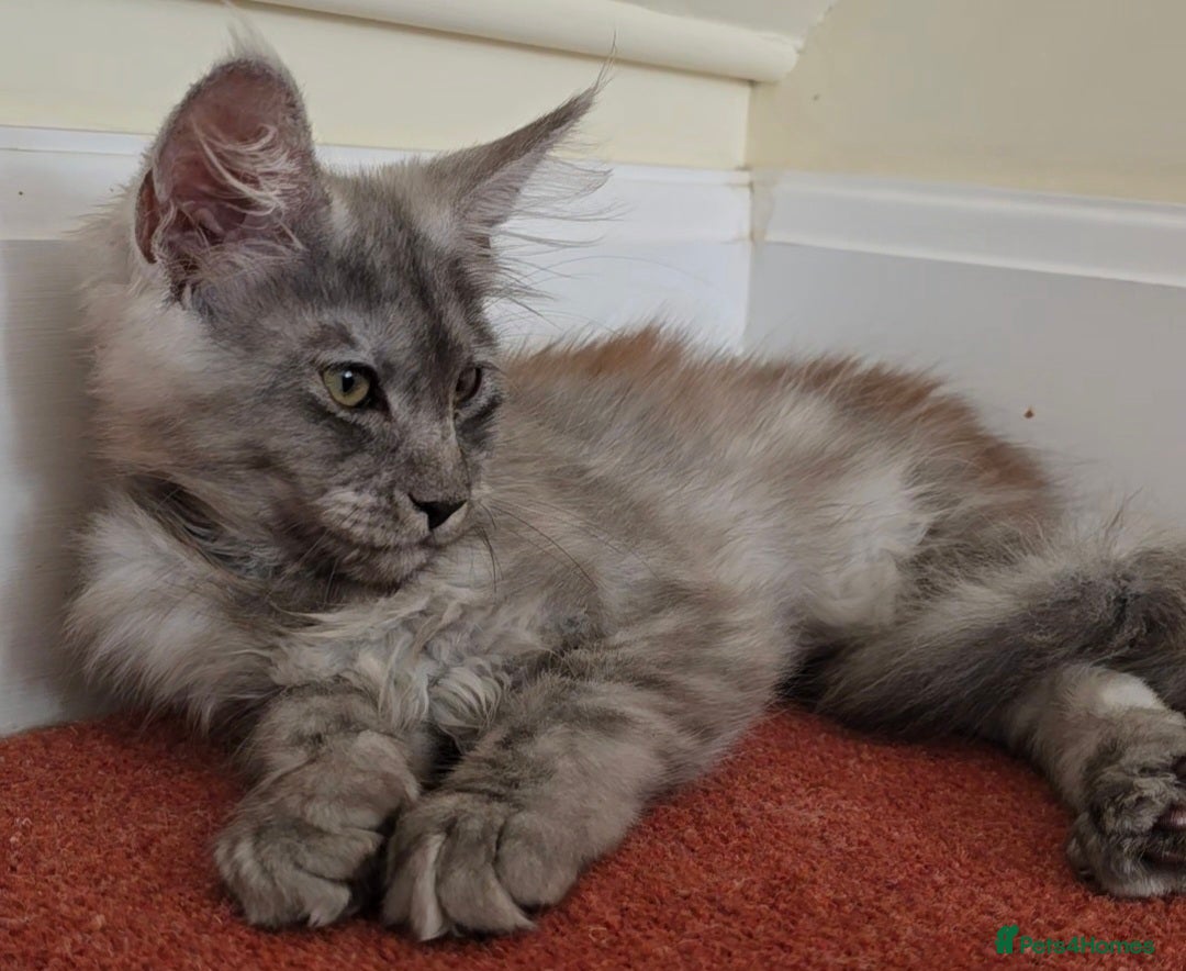 Maine Coon cats for sale: Maine Coon Kittens READY NOW - Image 8