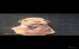 Olde English Bulldogge dogs for sale: Old English Bulldog Puppies - Image 20