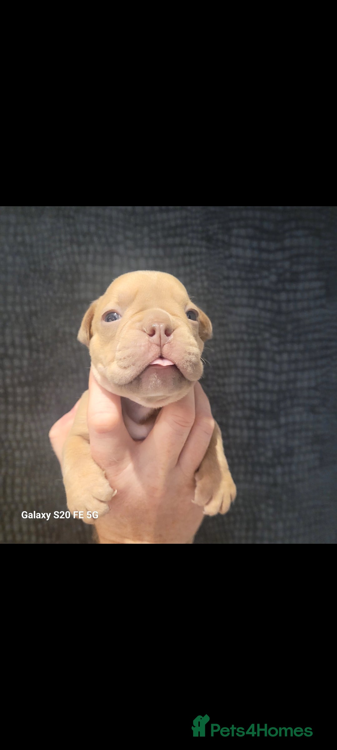 Olde English Bulldogge dogs for sale: Old English Bulldog Puppies - Image 20