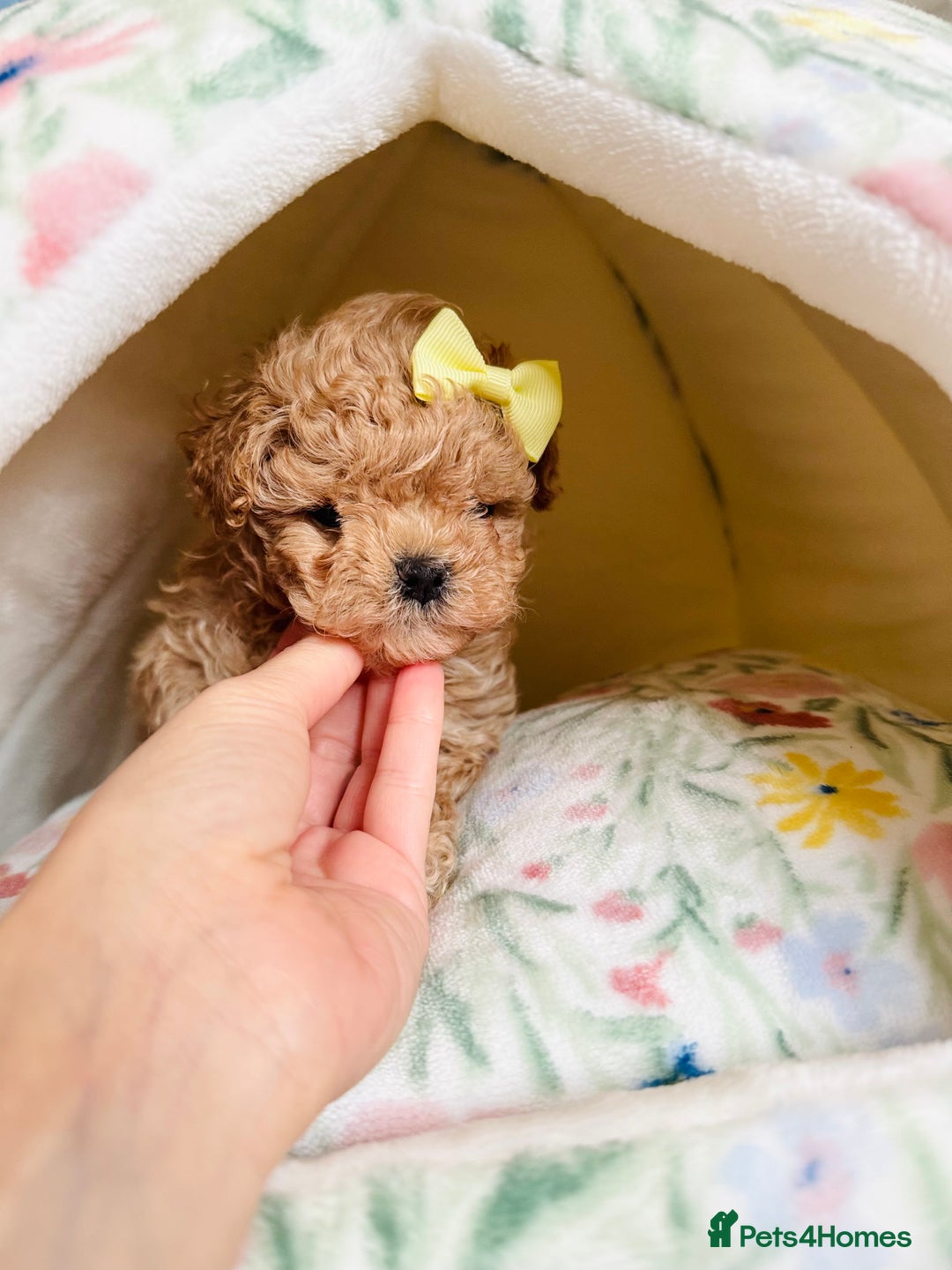 Maltipoo dogs for sale: ✨One in a Million Asian/Korean Maltipoo Girls✨ - Advert 4