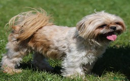 Shih Tzu dogs for stud: Jasper fully KC Registered  in York - Image 3