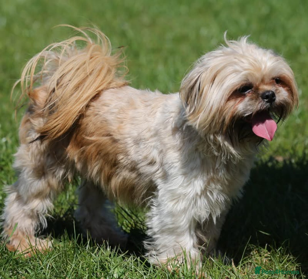 Shih Tzu dogs for stud: Jasper fully KC Registered  in York - Image 3