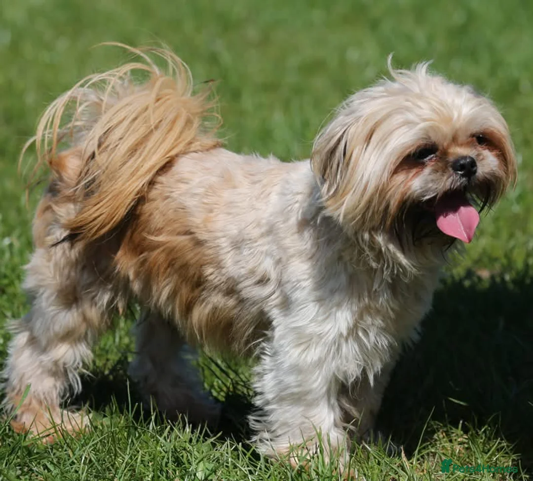Shih Tzu dogs for stud: Jasper fully KC Registered  in York - Advert 3