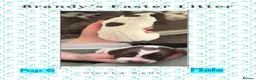 German Shorthaired Pointer dogs for sale: Stunning example of KC German Shorthaired Pointers in Tredegar - Advert 35