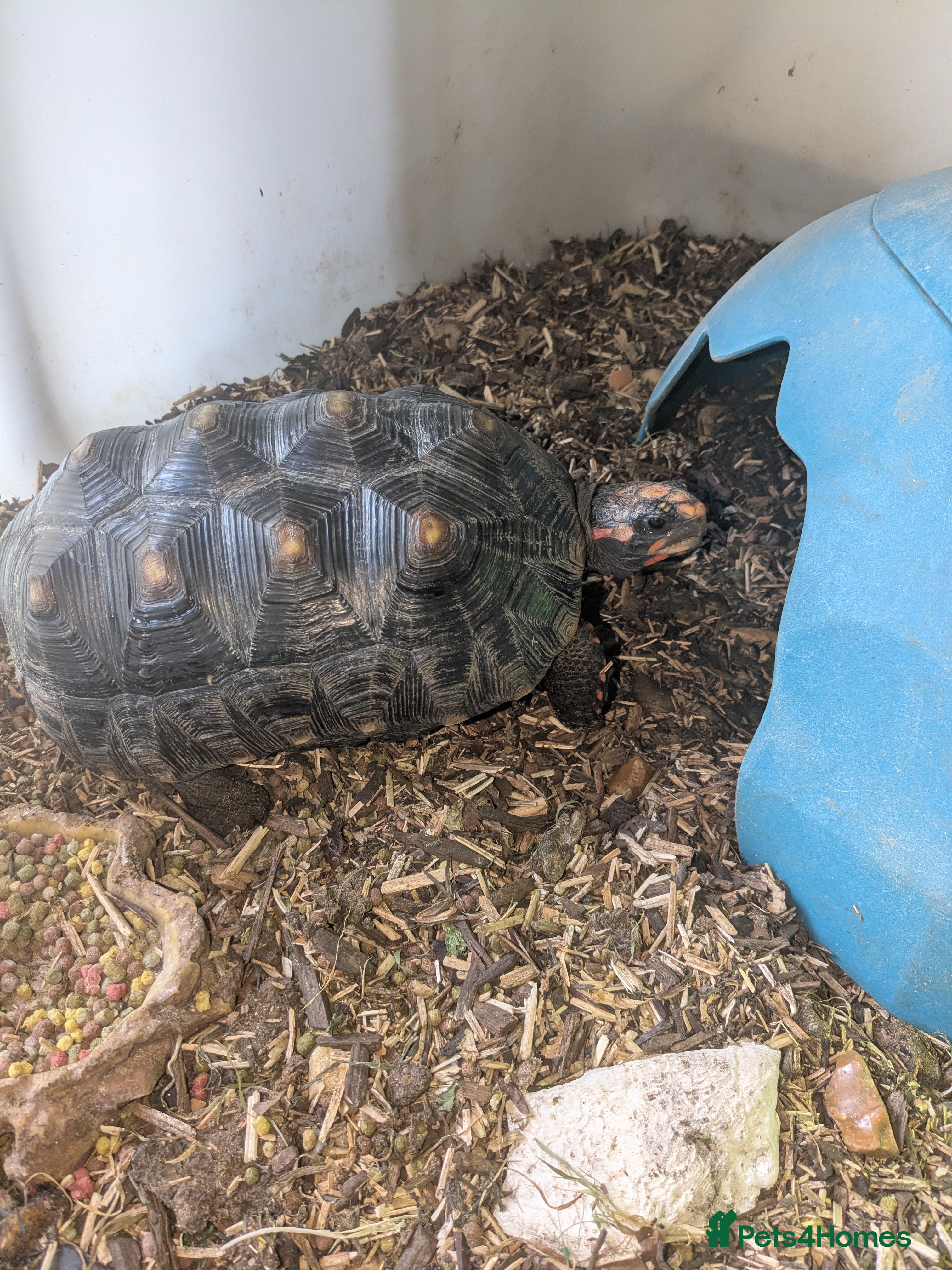 Tortoise reptiles Mediterranean Red Foot tortoise  - Advert 1