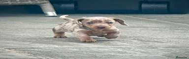 Miniature Dachshund 5