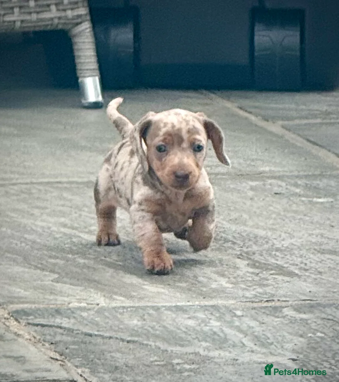 Miniature Dachshund dogs for sale: Outstanding Litter of Miniature dachshund puppies  - Advert 2