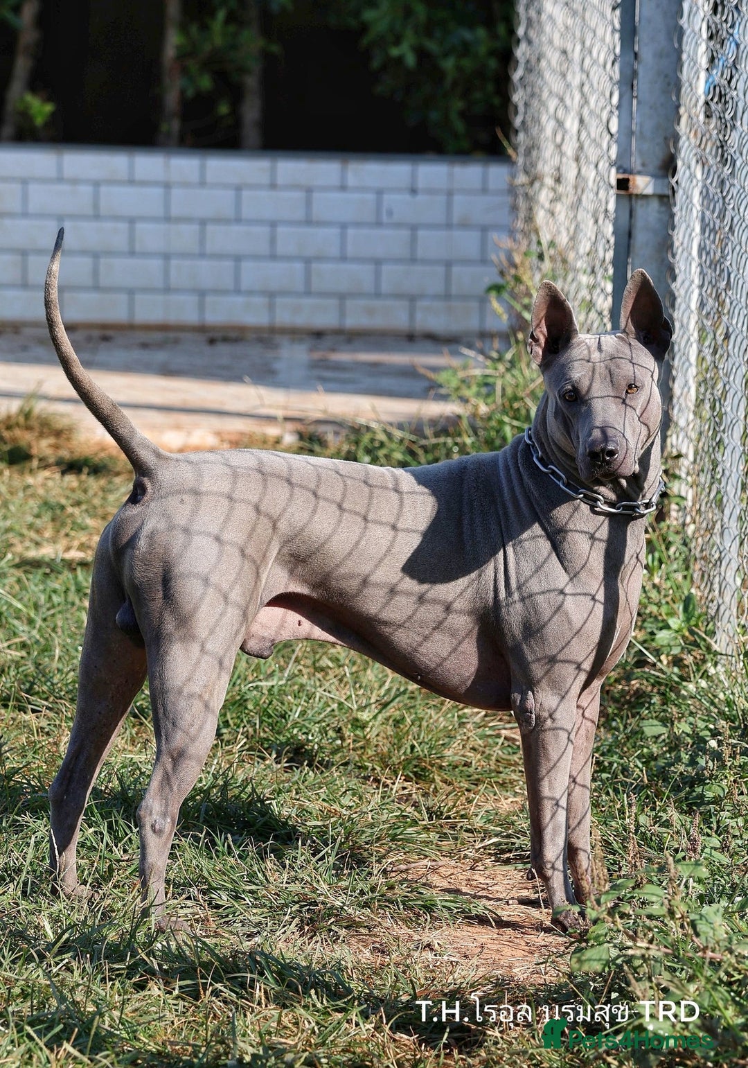 Thai Ridgeback dogs for sale: Stunning Blue Thai Ridgeback Puppies for Sale - Advert 18