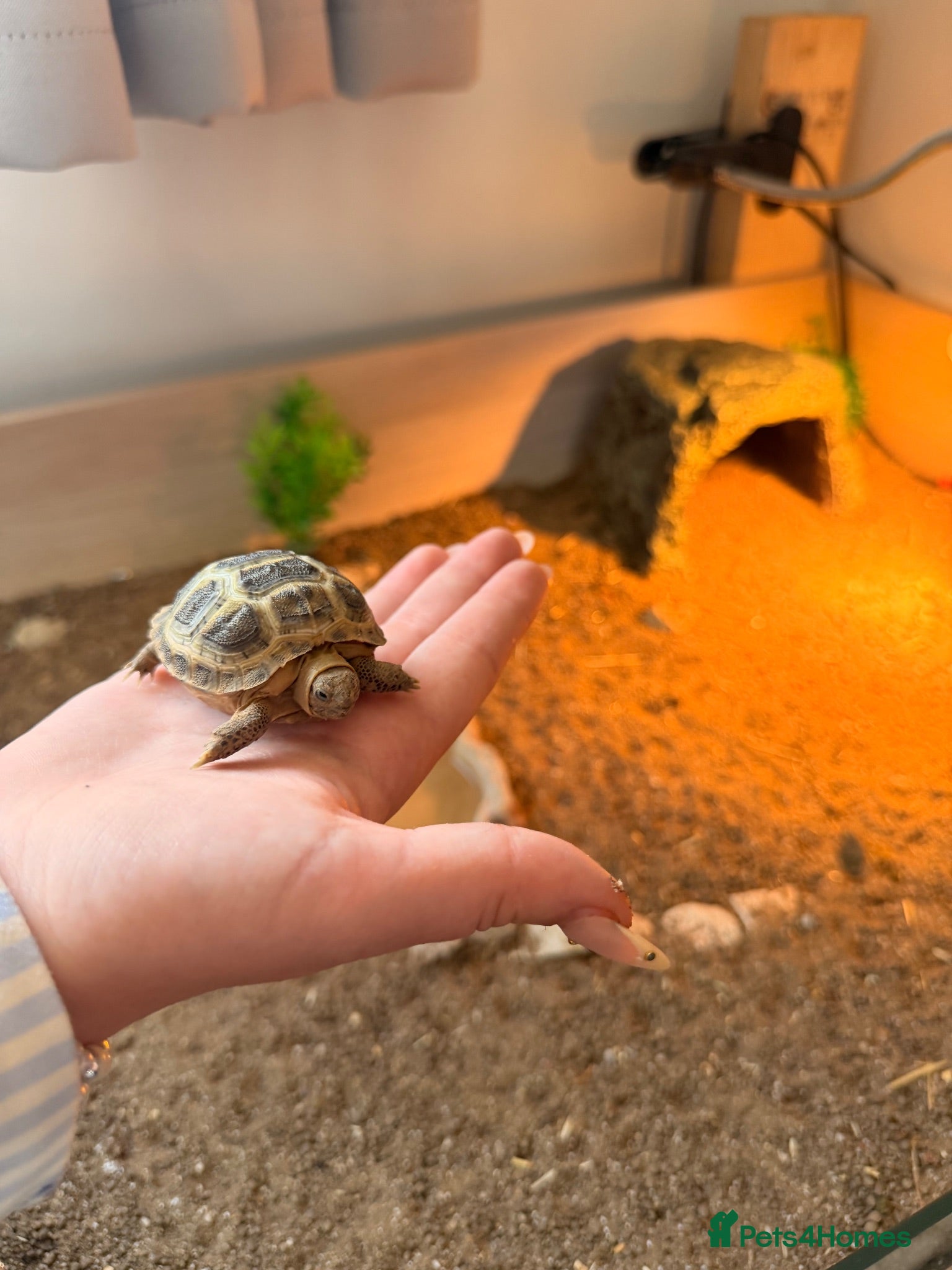 Tortoise reptiles Horsefield Tortoise  - Advert 1