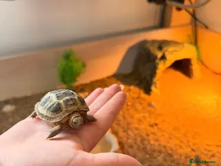 Tortoise reptiles Horsefield Tortoise - Advert 1