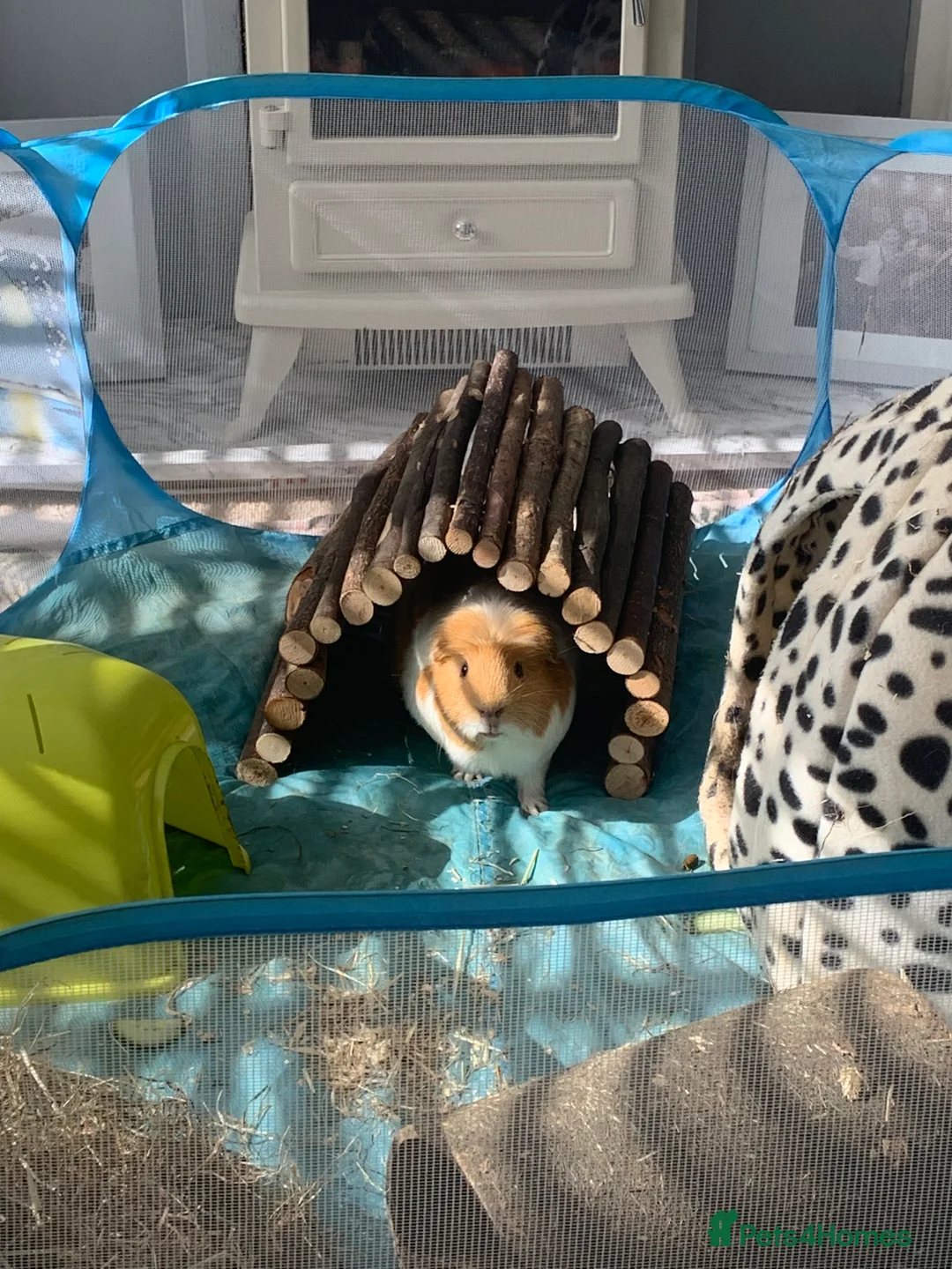 Guinea Pig rodents for sale: Guinea Pig - looking for a new home  in Saint Helens - Advert 2