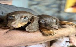 Miniature Dachshund dogs for sale: Last Longhaired miniature dachshund boy  - Image 6
