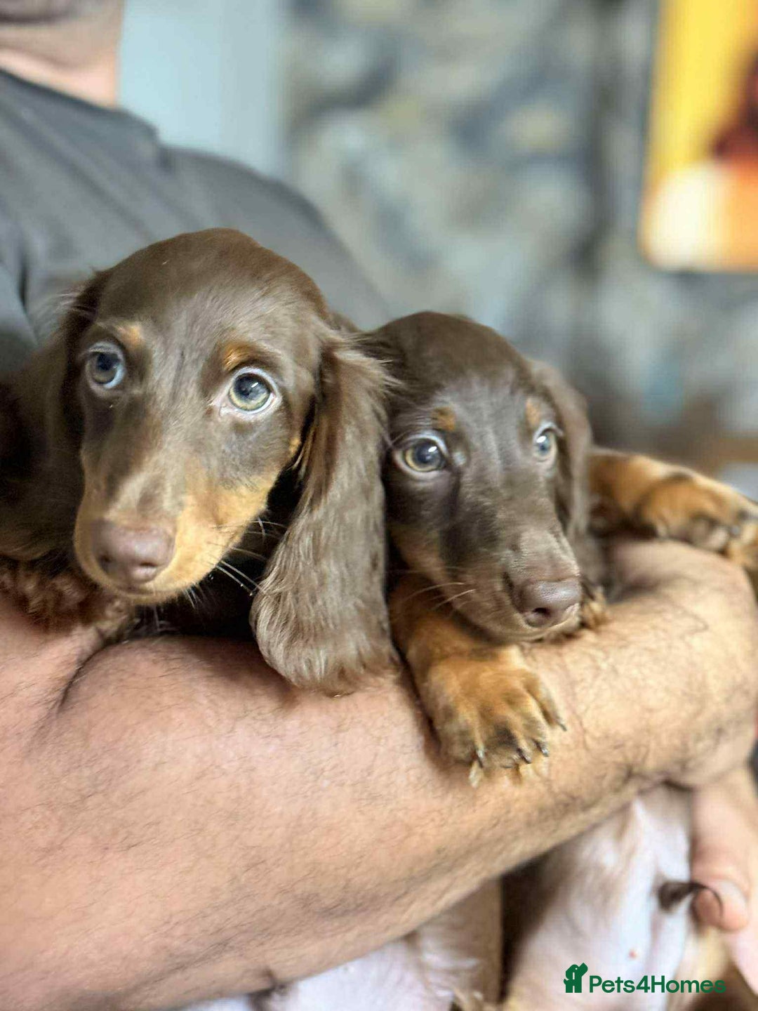 Miniature Dachshund dogs for sale: Last Longhaired miniature dachshund boy  - Image 6