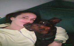 Dobermann dogs for sale: 4 year old Male Doberman looking for forever home - Image 34