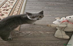 British Shorthair cats for sale: British short haired  - Image 2