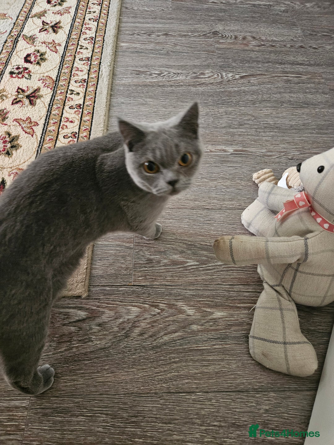 British Shorthair cats for sale: British short haired  - Image 2