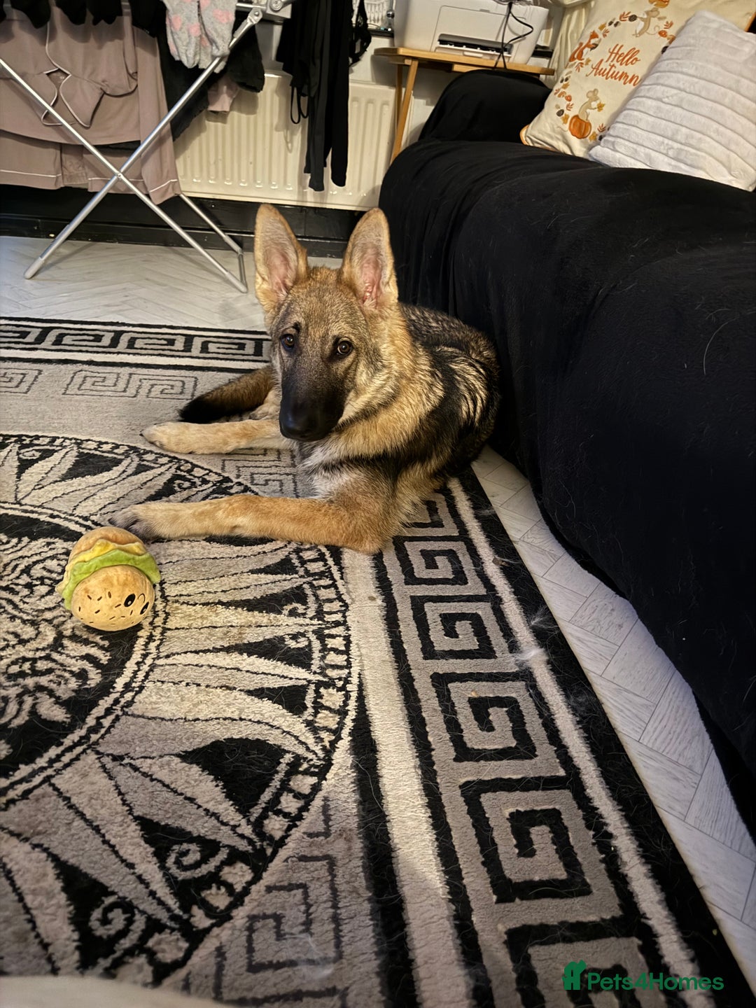German Shepherd dogs for sale: Storm 7 month old German Shepherd Male - Advert 3