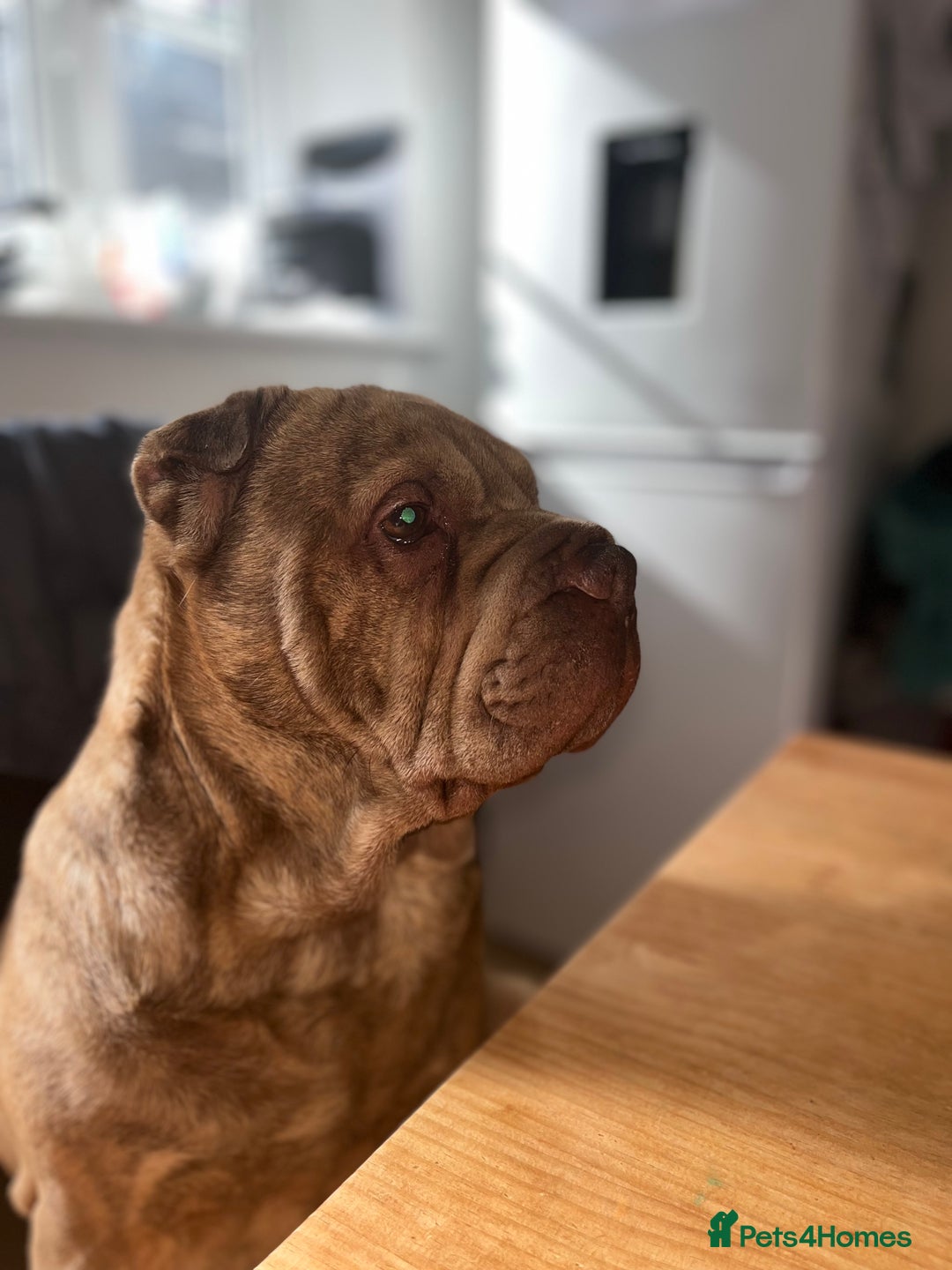 Shar Pei dogs for sale: Stunning Shar Pei Pups - Image 2