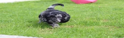 Cockapoo dogs for sale: Beautiful Cockapoo puppies for sale  - Advert 24