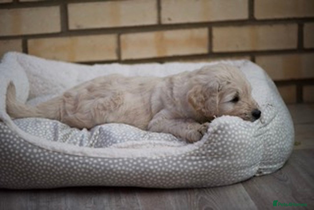 Goldendoodle dogs for sale: Only 2 left of Mela's Marvels F1Bs - Image 11