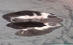 Maine Coon cats for sale: Maine coons x tabby - Image 2