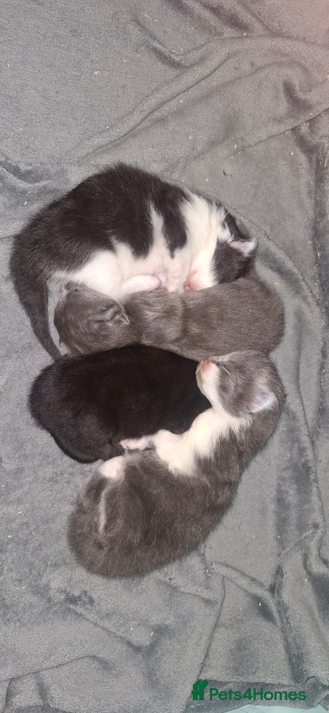 Maine Coon cats for sale: Maine coons x tabby - Image 2